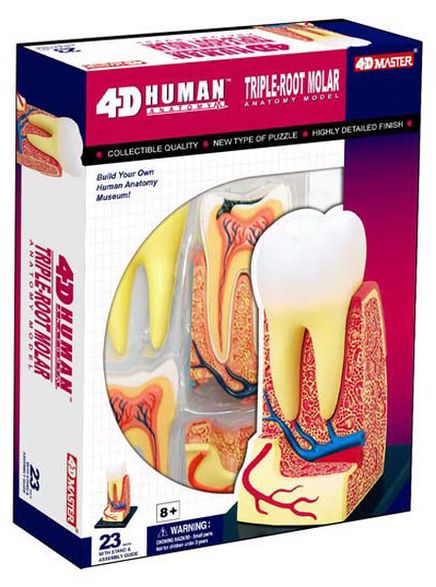 Üç Köklü Azı Dişi Maketi