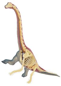 Brachiosaurus Anatomisi Maketi