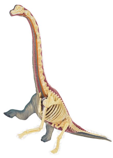 Brachiosaurus Anatomisi Maketi