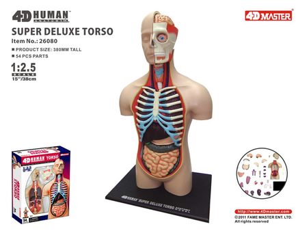 Deluxe Gövde Maketi (38 cm)