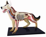 Köpek Anatomisi Maketi