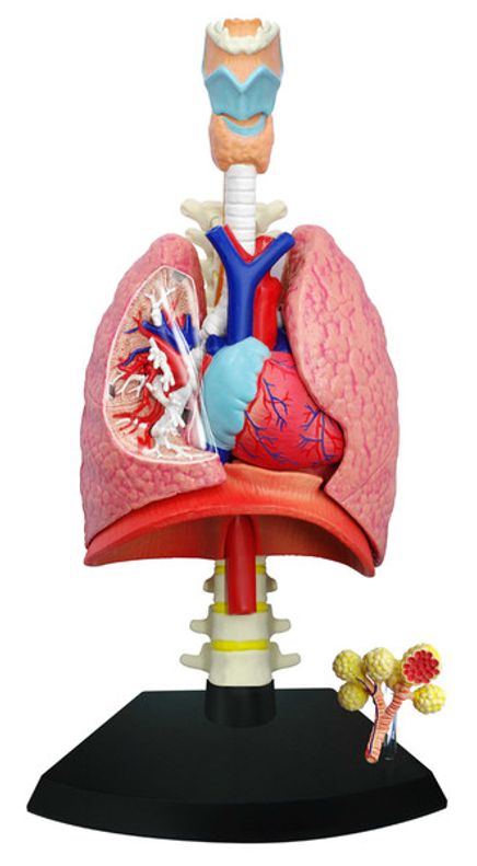 Solunum Sistemi Maketi