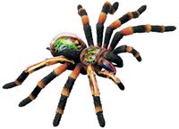 Tarantula Anatomisi Maketi