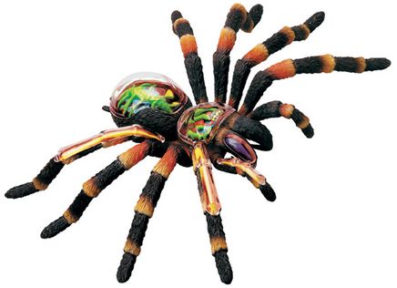 Tarantula Anatomisi Maketi