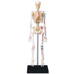 İskelet Maketi (19 cm)