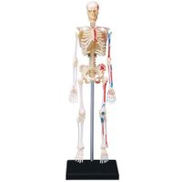 İskelet Maketi (19 cm)