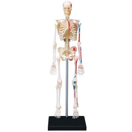 İskelet Maketi (19 cm)