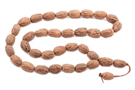 Zeytin Çekirdeği (OR-06)