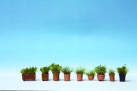 Noch Saksıda Yeşillik  9 Laser Cut Minis+