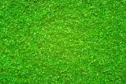 Noch Dağ Otlağı 42 Gr