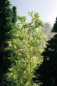 Yapraklar Orta Yeşil