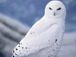 Snowy Owl