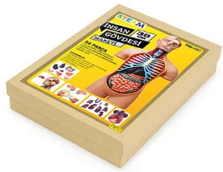 Deluxe Gövde Maketi (38 cm)