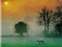 Bilgi Çağı Ansiklopedisi Cd-Rom 7 Canlılar