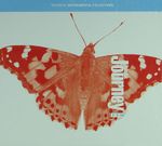 The Basilica Journey & Yerebatana Yolculuk (Cd)