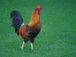 Rooster020