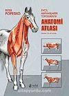 Evcil Hayvanların Topografik Anatomi Atlası Popesko