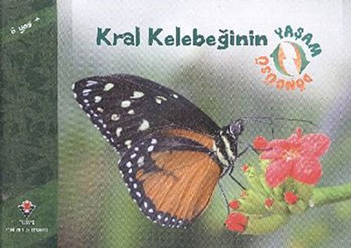 Kral Kelebeğinin Yaşam Döngüsü