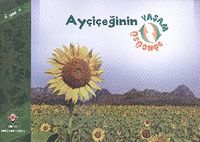 Ayçiçeğinin Yaşam Döngüsü