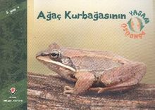 Ağaç Kurbağasının Yaşam Döngüsü